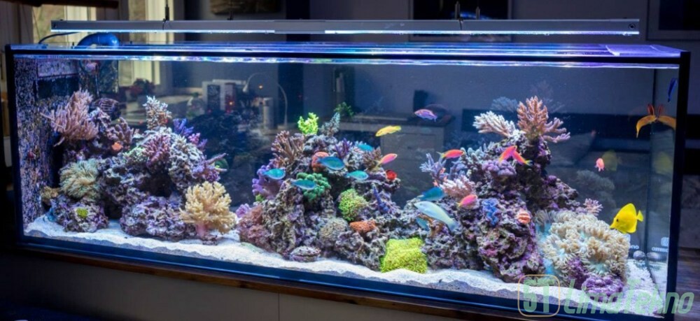 Berbagai jenis akuarium air asin